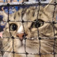 Photo of Sebastian * 9 Lives Project Rescue*