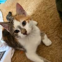 Photo of Gizmo