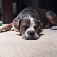 Photo of Buddy Two