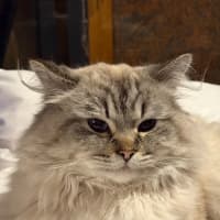 Photo of Merlin  In Foster Care In Lower Plenty