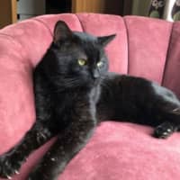 Photo of Magpie