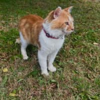 Photo of Ginge * 9 Lives Project Rescue*