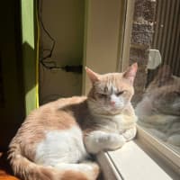 Photo of Trevor   In Foster In Flemington