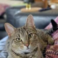 Photo of Archie