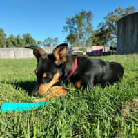 Photo of Bindi
