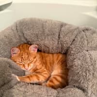 Photo of Jaffa