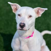 Photo of Quinn Imp 2781