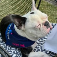 Photo of Kylo   5 Year Old French Bulldog 