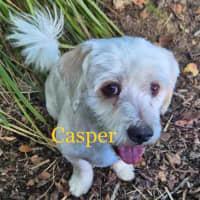 Photo of Casper