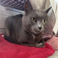 Photo of Smokey