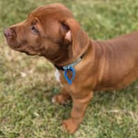 Photo of Rex