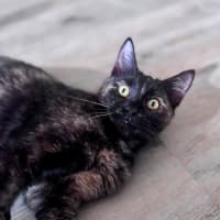 Photo of Aelia