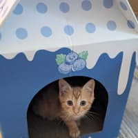 Photo of Katsu   In Foster Care In Reservior
