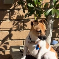 Photo of Chip