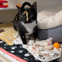 Photo of Brownie