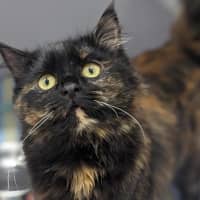 Photo of Pumpkin