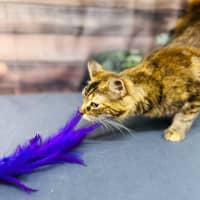 Photo of Celeste   Located In Preston 