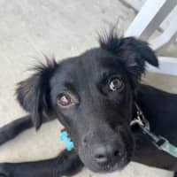 Photo of Piper