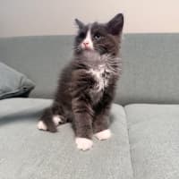 Photo of Sweet Pea