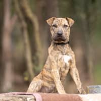 Photo of Ivy