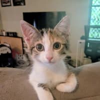Photo of Biscuit