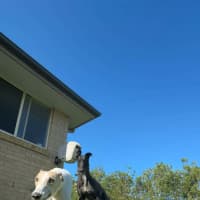 Photo of Cleo, The Greyhound