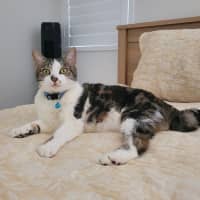 Photo of Crinkle