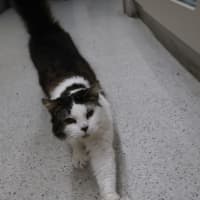 Photo of Jester