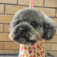 Photo of Dusty