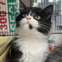 Photo of Scarlet