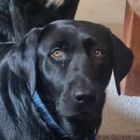 Photo of Willow   4 Year Old Labrador