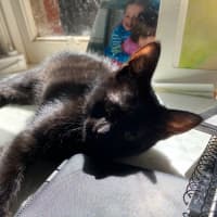 Photo of Midnight