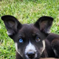 Photo of Chinook