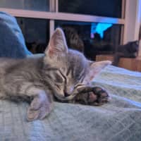 Photo of Apollo
