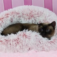 Photo of Skadi And Freya