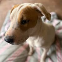 Photo of Toffee Twist