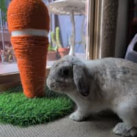 Photo of Tim Tam