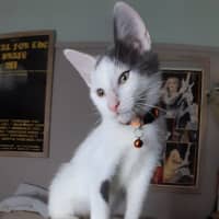 Photo of Oliver