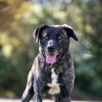 Photo of Cookie