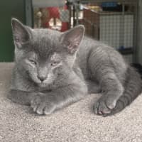 Photo of Odin