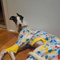 Photo of Dot, The Greyhound