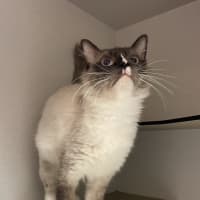 Photo of Maurice