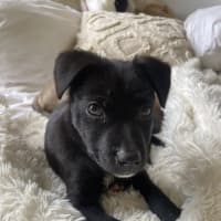 Photo of Koda