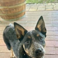 Photo of Jess (Blue)