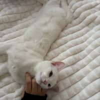 Photo of Caju* 9 Lives Rescue*💛