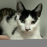Photo of Piper