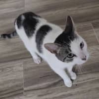Photo of Simba