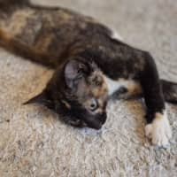 Photo of Ember