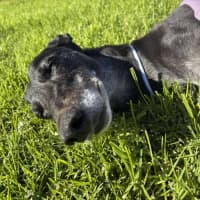 Photo of Crumpet, The Greyhound