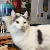 Photo of Flynn 